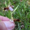  Annick Larbouillat - Ophrys santonica J.M.Mathé & Melki [1994]