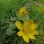  Annick Larbouillat - Ranunculus ficaria L. [1753]