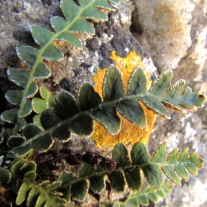 Photographie n°45289 du taxon Ceterach officinarum Willd. [1804]