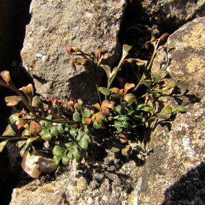 Photographie n°45291 du taxon Asplenium ruta-muraria L. [1753]