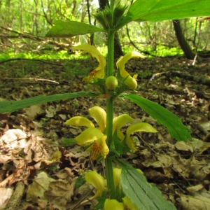 Photographie n°45298 du taxon Lamium galeobdolon (L.) L.