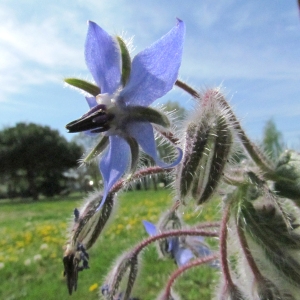 Photographie n°45300 du taxon Borago officinalis L. [1753]