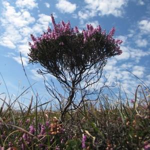 Photographie n°45303 du taxon Calluna vulgaris (L.) Hull