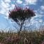 Calluna vulgaris (L.) Hull [nn12262] par Arnaud le 05/09/2011 - Vauville