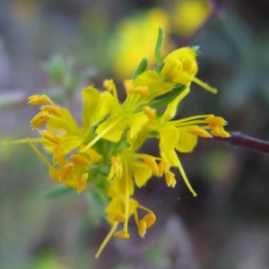 Euphrasia bonifaciensis (Rouy) Prain (Euphraise jaune)