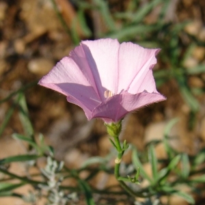 Photographie n°45332 du taxon Convolvulus cantabrica L.