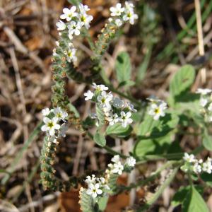 Photographie n°45336 du taxon Heliotropium europaeum L. [1753]