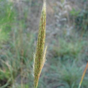 Photographie n°45339 du taxon Bothriochloa barbinodis (Lag.) Herter [1940]