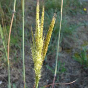 Photographie n°45340 du taxon Bothriochloa barbinodis (Lag.) Herter [1940]