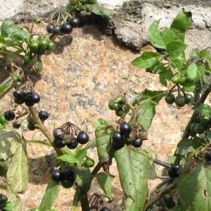 Photographie n°45346 du taxon Solanum nigrum subsp. nigrum