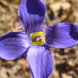 Photographie n°45347 du taxon Gentianella ciliata (L.) Borkh. [1796]