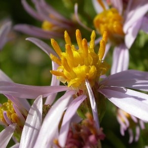 Photographie n°45371 du taxon Aster sedifolius L. [1753]