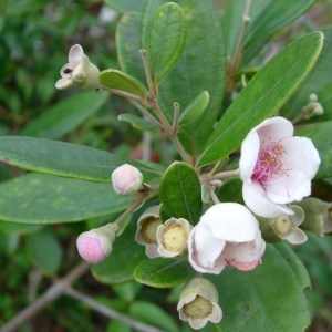  - Myrtaceae