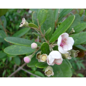 MYRTACEAE