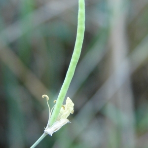 Photographie n°45389 du taxon Diplotaxis tenuifolia (L.) DC. [1821]