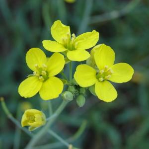 Photographie n°45390 du taxon Diplotaxis tenuifolia (L.) DC. [1821]