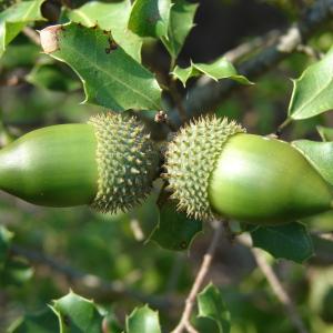 Photographie n°45392 du taxon Quercus coccifera L. [1753]