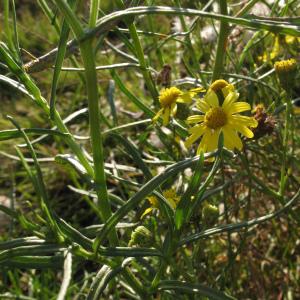 Photographie n°45394 du taxon Senecio inaequidens DC. [1838]