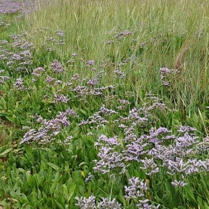 Photographie n°45411 du taxon Limonium vulgare Mill. [1768]