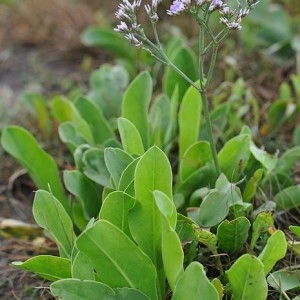 Photographie n°45412 du taxon Limonium vulgare Mill. [1768]