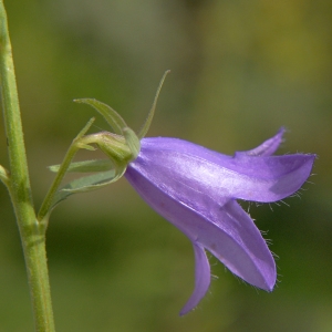 Photographie n°45422 du taxon Campanula rapunculoides L. [1753]