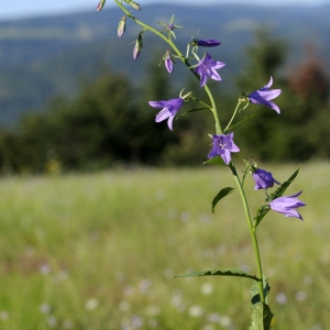 Photographie n°45423 du taxon Campanula rapunculoides L. [1753]