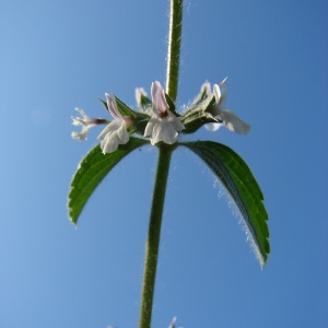 Photographie n°45430 du taxon Sideritis romana L. [1753]