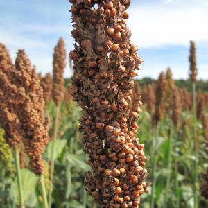 Photographie n°45433 du taxon Sorghum vulgare Pers.