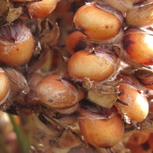 Photographie n°45435 du taxon Sorghum vulgare Pers. [1805]