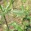  Marie  Portas - Crepis setosa Haller f.