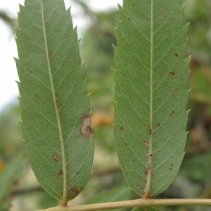 Photographie n°45445 du taxon Sorbus domestica L. [1753]
