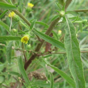 Photographie n°45450 du taxon Inula graveolens (L.) Desf. [1799]