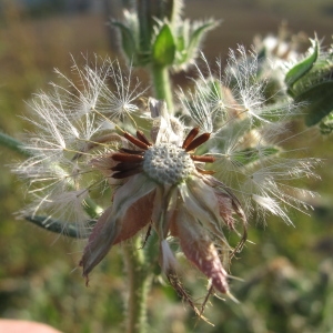 Photographie n°45454 du taxon Picris echioides L.
