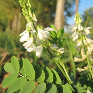 Photographie n°45458 du taxon Galega officinalis L.