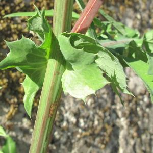 Photographie n°45460 du taxon Sonchus oleraceus L.