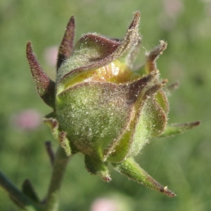 Photographie n°45463 du taxon Althaea cannabina L.