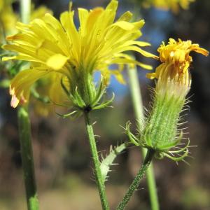 Photographie n°45477 du taxon Crepis setosa Haller f.