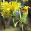  Marie  Portas - Crepis setosa Haller f. [1797]