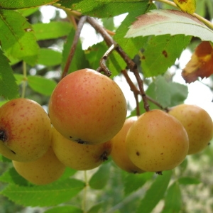 Photographie n°45478 du taxon Sorbus domestica L. [1753]