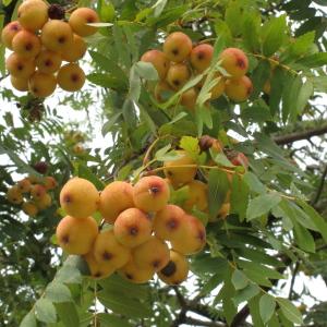 Photographie n°45480 du taxon Sorbus domestica L. [1753]