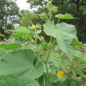 Photographie n°45482 du taxon Abutilon theophrasti Medik.