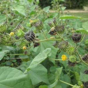 Photographie n°45483 du taxon Abutilon theophrasti Medik.