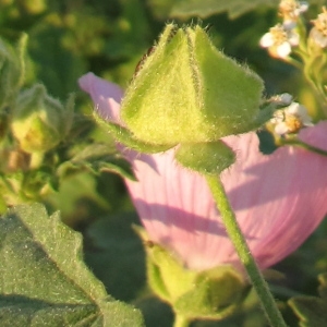 Photographie n°45487 du taxon Malva alcea L.