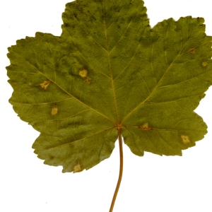 Photographie n°45501 du taxon Acer opalus Mill. [1768]