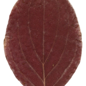 Photographie n°45511 du taxon Cornus sanguinea L. [1753]