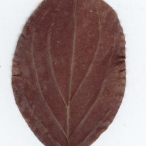 Photographie n°45512 du taxon Cornus sanguinea L. [1753]