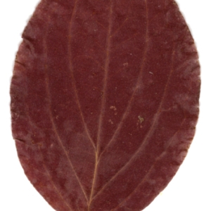 Photographie n°45513 du taxon Cornus sanguinea L. [1753]