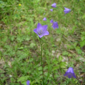 Photographie n°45547 du taxon Campanula rotundifolia L. [1753]