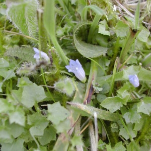 Photographie n°45565 du taxon Wahlenbergia hederacea (L.) Rchb.