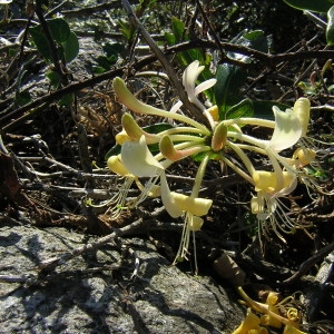 Photographie n°45572 du taxon Lonicera periclymenum L. [1753]